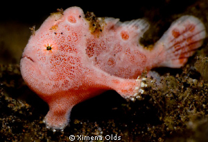 I'm out of here! This baby froggie was about 1 cm long on... by Ximena Olds 